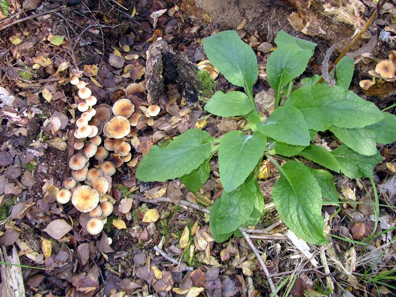 Hypholomes et digitale